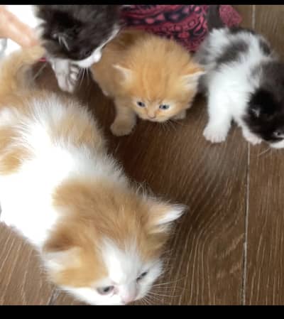 Adorable Kittens Available — Book Now, Pick Up at 8 Weeks!