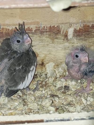 lutino red eye pair love birds and coacktails chicks for handtame