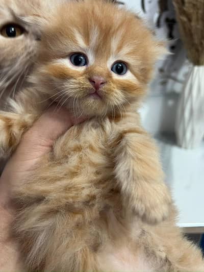Premium Fluffy Persian Kittens for Sale in Islamabad 2 Male 1 female