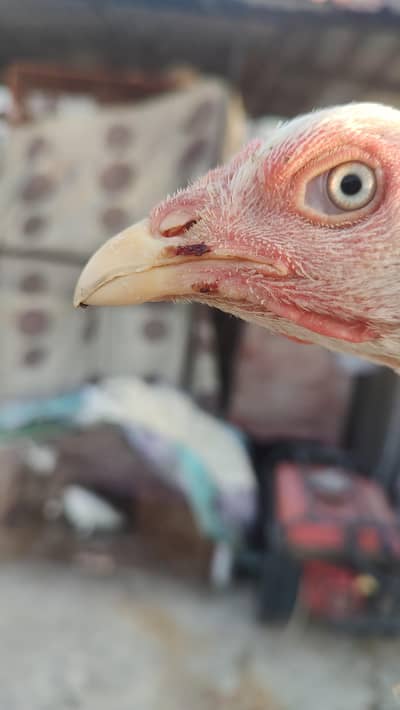 PAPER WHITE HEERA ASEEL CHICKS & BREEDER MURGI