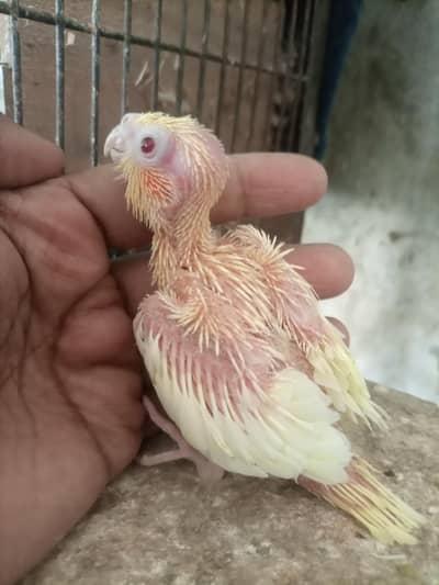 Cocktail chicks for hand tame