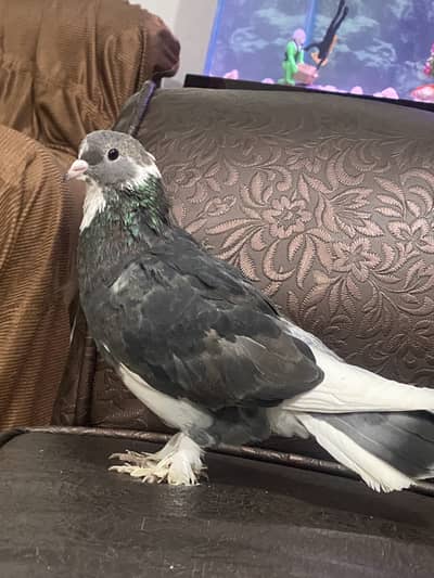 guaranteed breeder pair