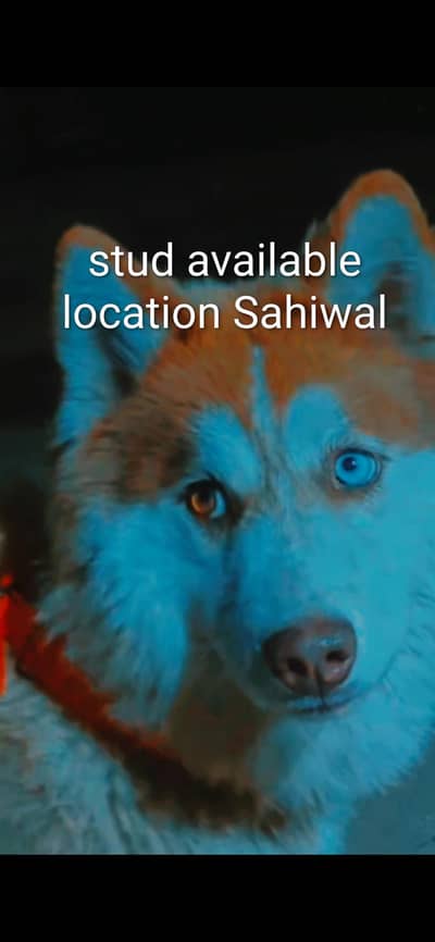 stud only .  location high street sahiwal. wtsp or call 03110646730