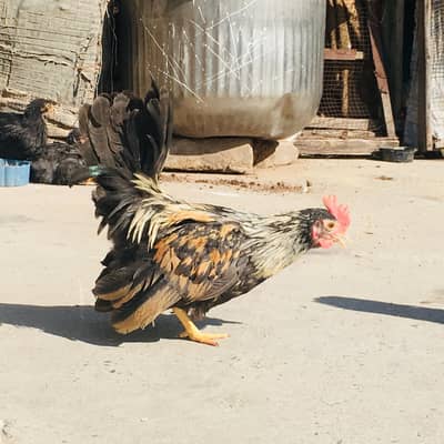 English game male urgent for sale