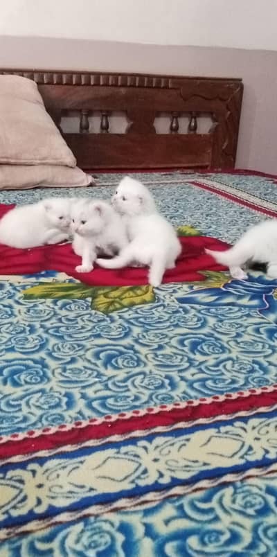 Persian kittens