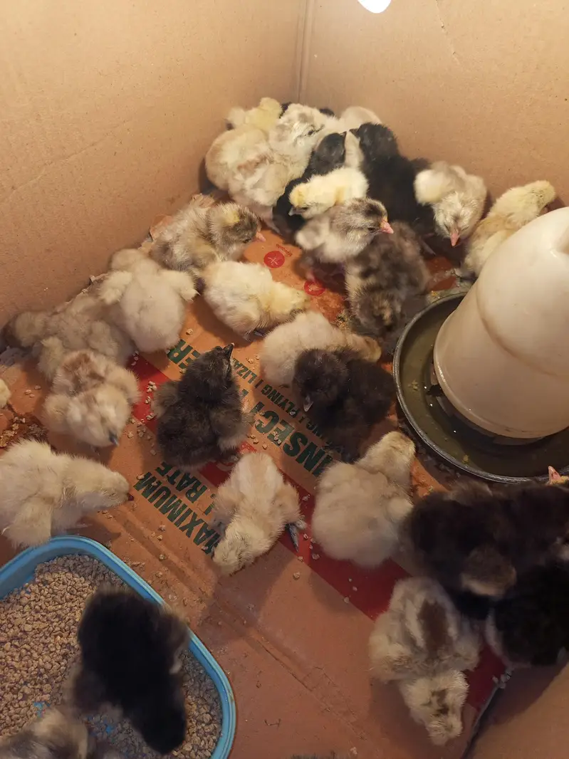 blue heavy buff , black heavy buff and white silky chicks — photo 7