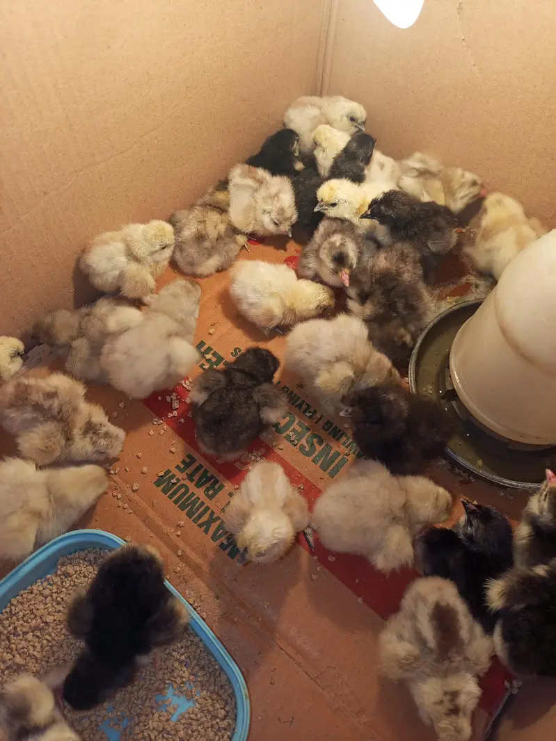 blue heavy buff , black heavy buff and white silky chicks — photo 9