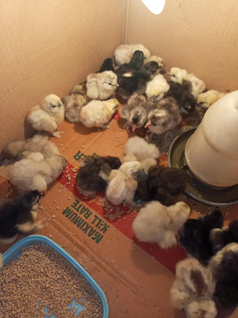 blue heavy buff , black heavy buff and white silky chicks — photo 8
