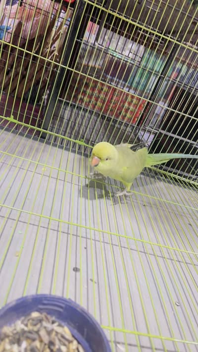 Bachy hain raw khashmiri ky