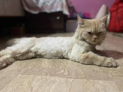 female persian cat