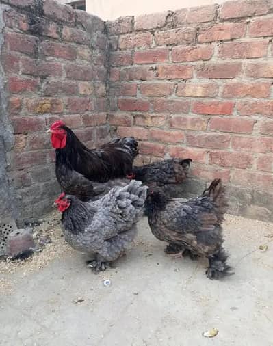 blue heavy buff , black heavy buff and white silky chicks
