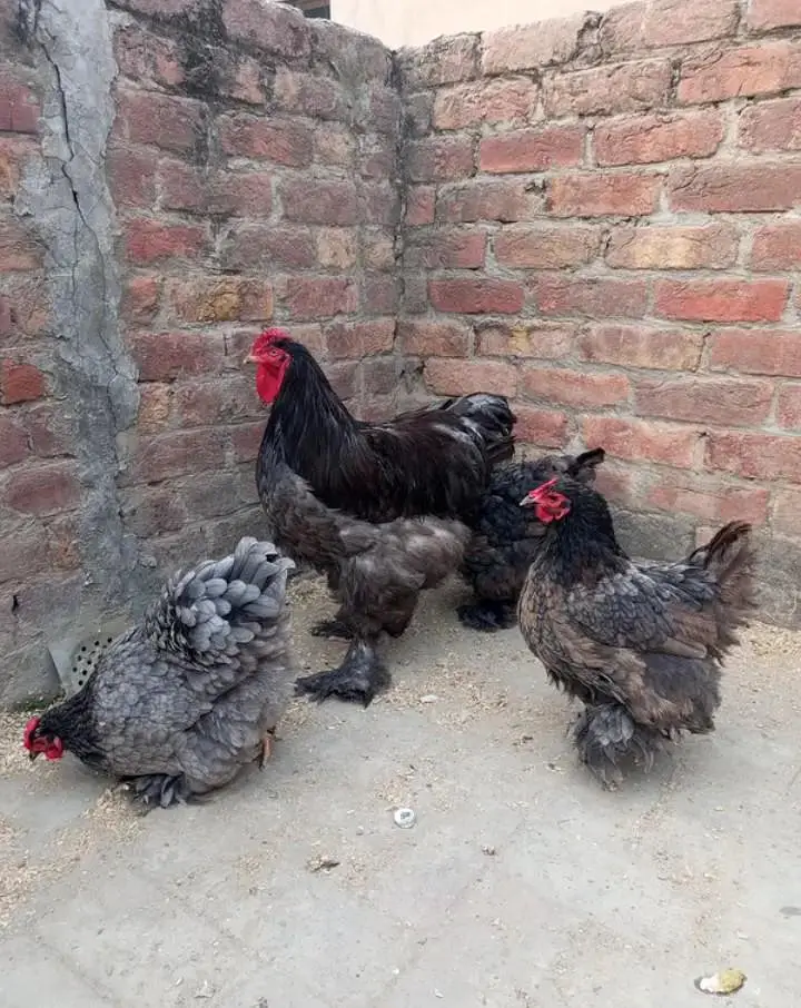 blue heavy buff , black heavy buff and white silky chicks — photo 2