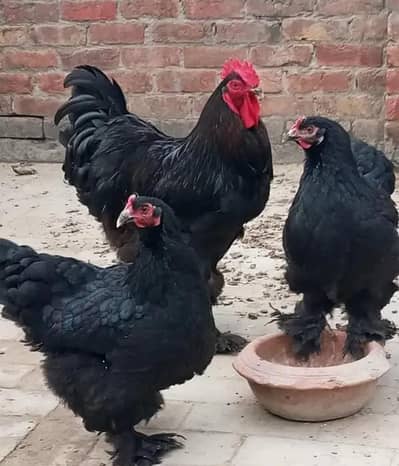 , black heavy buff and white silky chicks and eggs