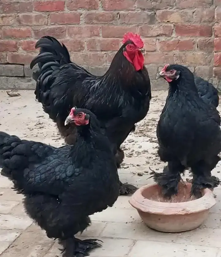 blue heavy buff , black heavy buff and white silky chicks — photo 3