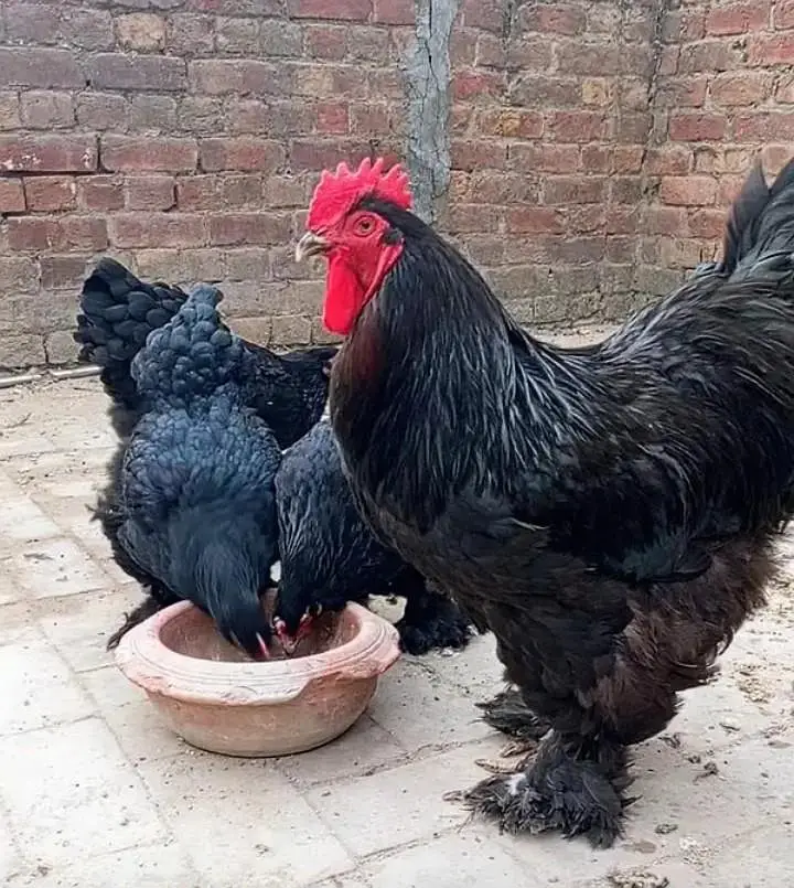 blue heavy buff , black heavy buff and white silky chicks — photo 4