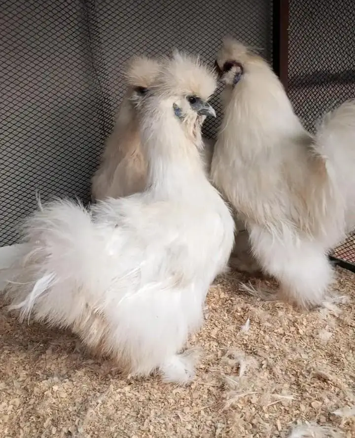 blue heavy buff , black heavy buff and white silky chicks — photo 5