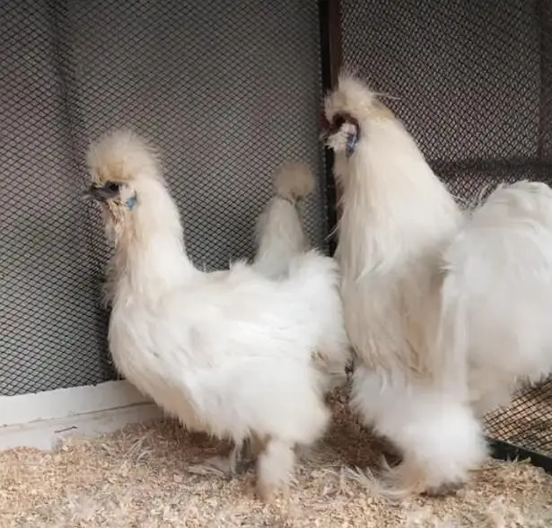 blue heavy buff , black heavy buff and white silky chicks — photo 6