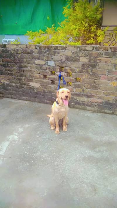 Labrador quality female near on heat urgent for sale ph no#03131721042