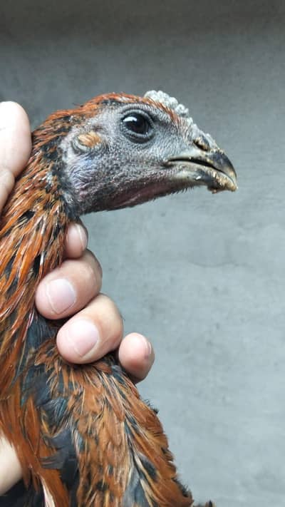 Black dragon aseel for sale