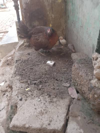 contact what's up and call 03056660657 sale sale sale