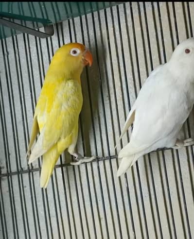Creamino Male × Albino Red Eyes Female Pair For Sale