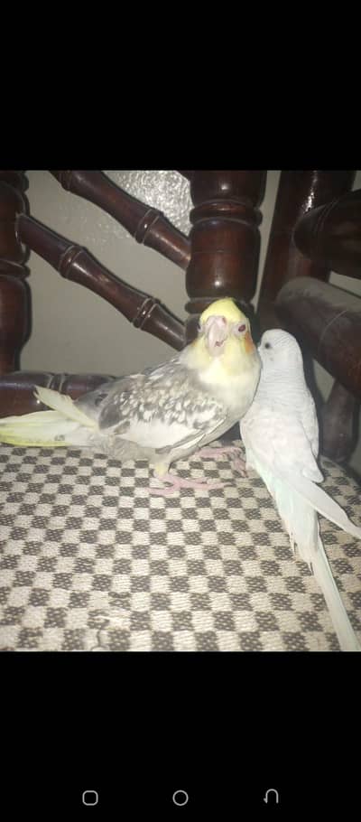 TAMED COCKTAIL+TAMEDBUDGIE+TURTLE FOR SELL ZERO BITE HEALTHY AND ACTIV