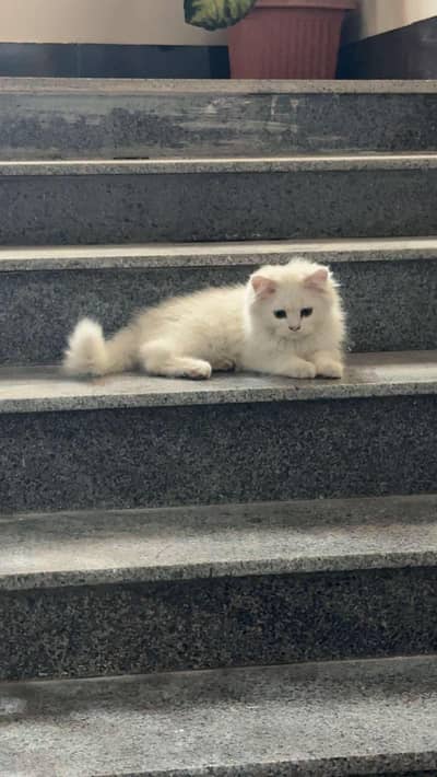 pure Persian kitten