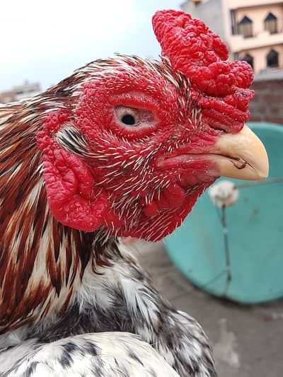 outclass amroha aseel