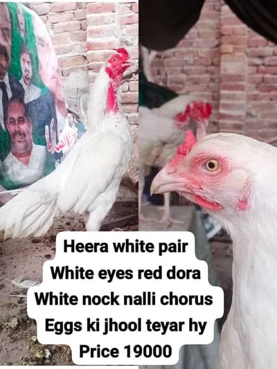 aseel heera white pair 19k hera chick 1500 cage 3017104771 cal whts ap