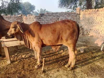 Brahman