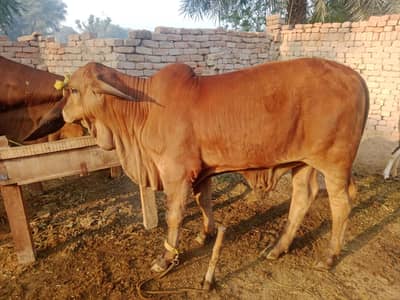 ======​"Beautiful Brahman Bull Calf - Healthy and Active=====for sale