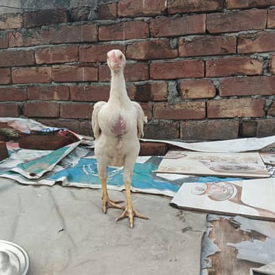 shamo Aseel/O German shamo /Home breed