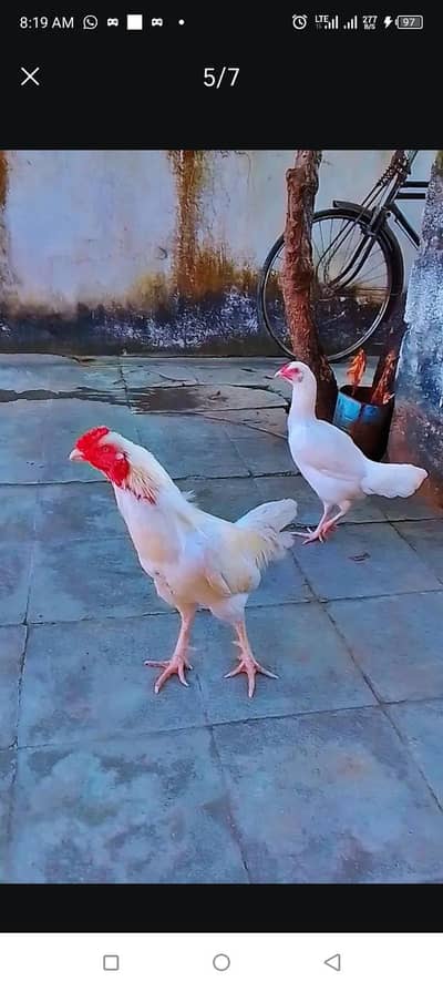 WHITE HEERA ASEEL MAlE FOR SALE LOCATION Rawalpindi