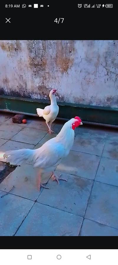 WHITE HEERA ASEEL MAlE FOR SALE LOCATION Rawalpindi