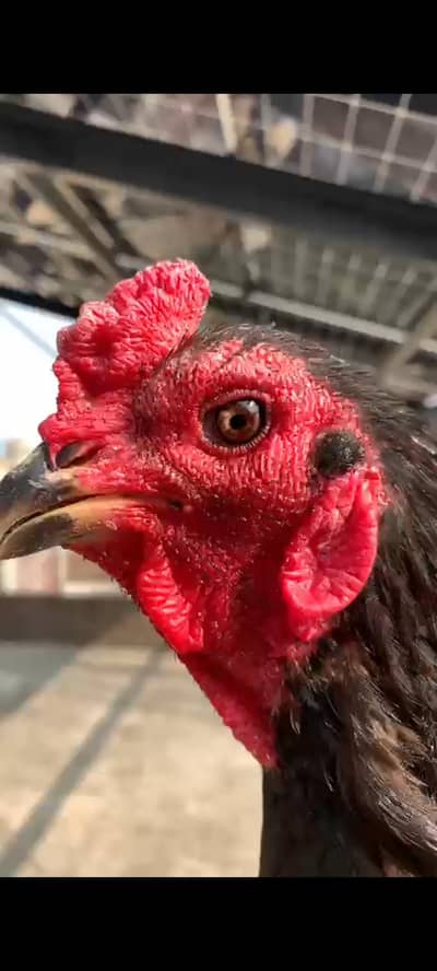 full setup for sale aseel thai imported  high quality pakoya, trat