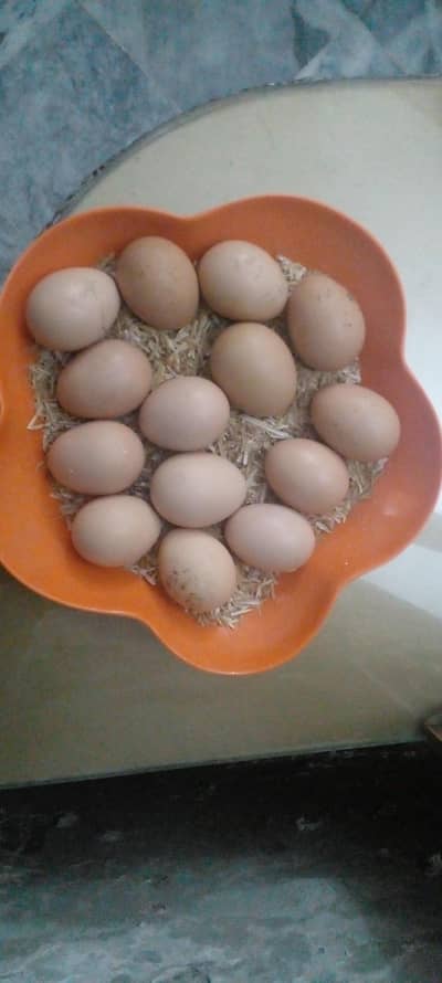 Aseel Fertile Eggs Fresh / Eid offer 50% discounted rate