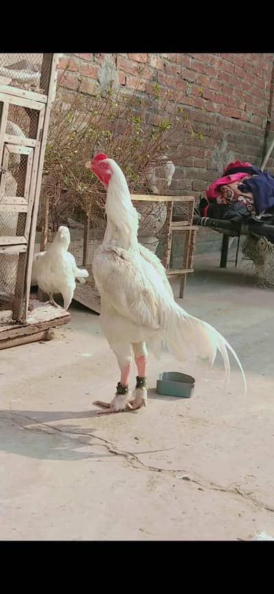 WHITE IMPORTED MALE CHICK AVAILABLE HOME BREED