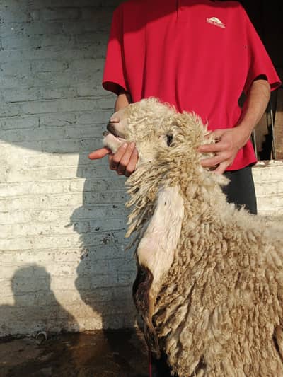 1 kajli,2 daisi 03219430612 Whatsapp