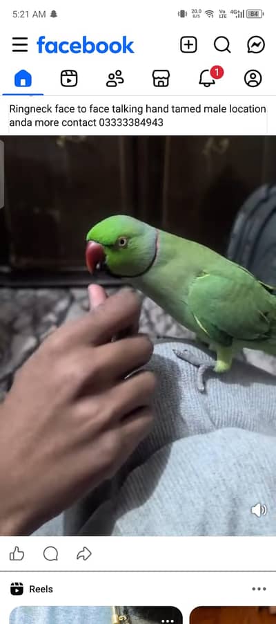 Ringneck handtamed male playfull and ziro byte talking