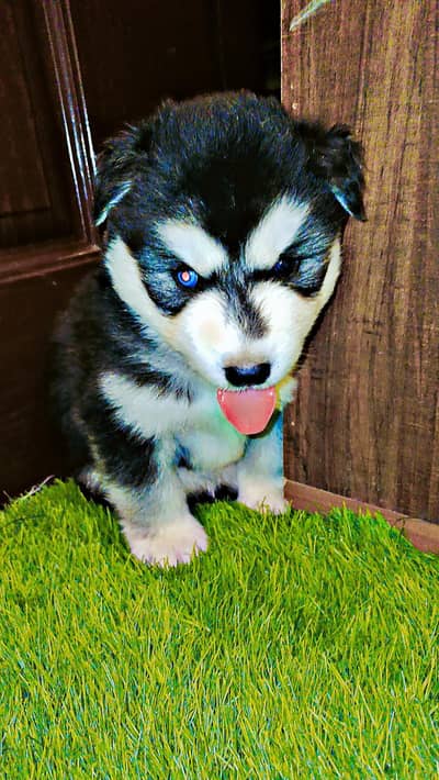 male and female siberian husky puppies