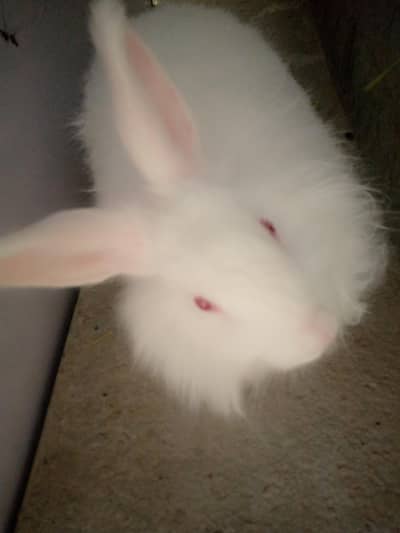 English Angora red Eyes