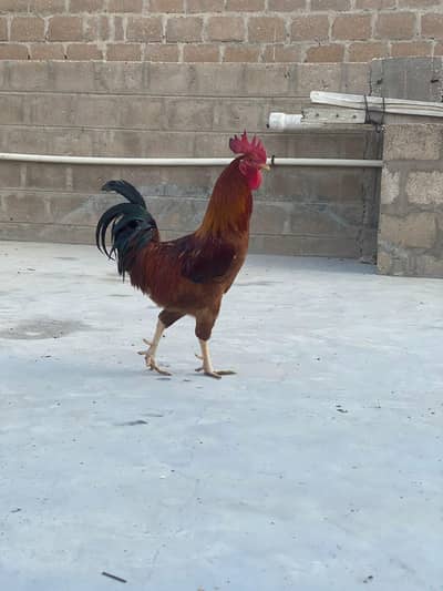 aseel and misri pair for sale