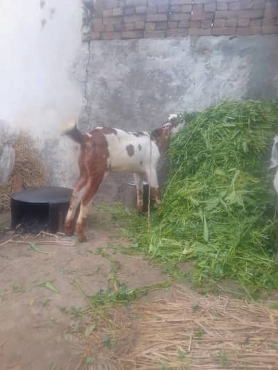 4dant,white color Bakra for sale 03421217945 for call or what's up