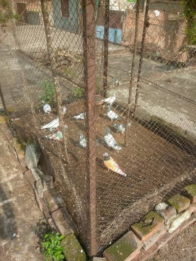 20 kabotar  for sale