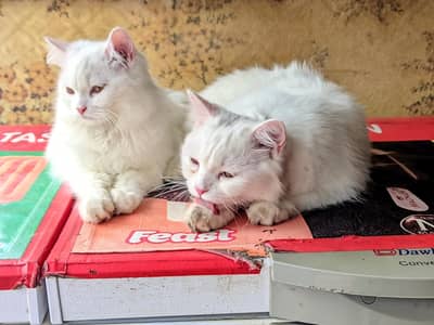 Russian cat bear male and female