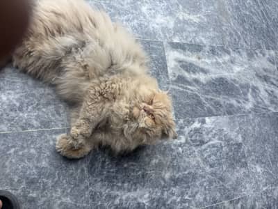 Semi Punch Persian Male Cat