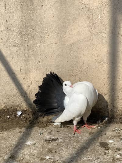 Black tail breeder pair