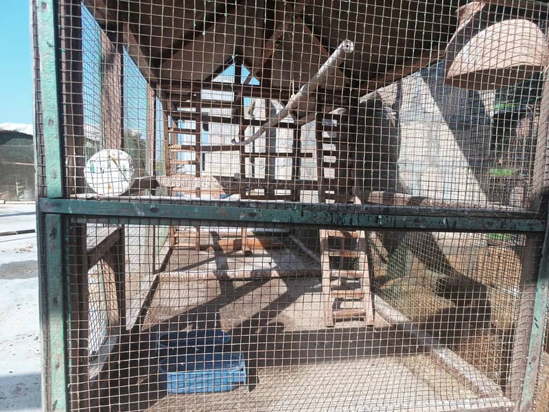 یوز دڑبا سائز چھ بائ تین لو پرائس مٹیریل وڈ ہائی کوالٹی بیسٹ کیج بیسٹ 1