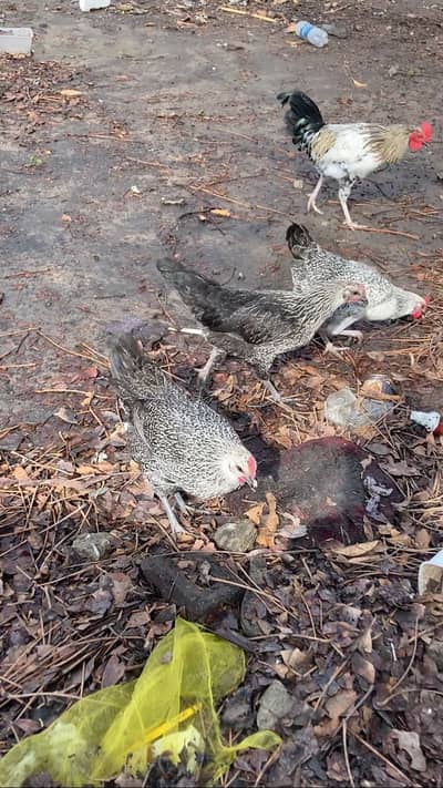 Ghar ki desi egg laying Hens