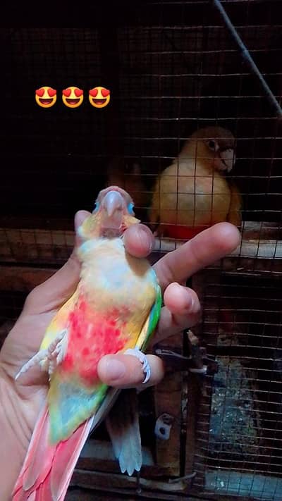 pineapple Conor | Green check conure | Red fector Conor | chicks